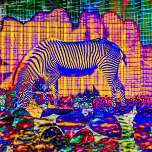 Flamboyant Zebra