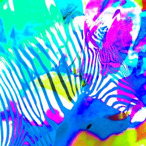 Blooming Zebra #2
