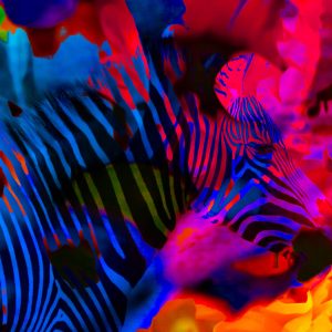Blooming Zebra - #1