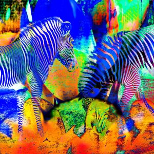 Zebra Blosson #1