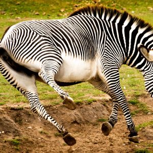 Playful Zebra - A4 Framed Fine Art Photography