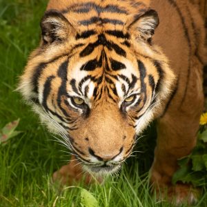 Tiger of Concentration - Fine Art Photography