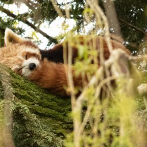 Baby Puppa Panda - Photography